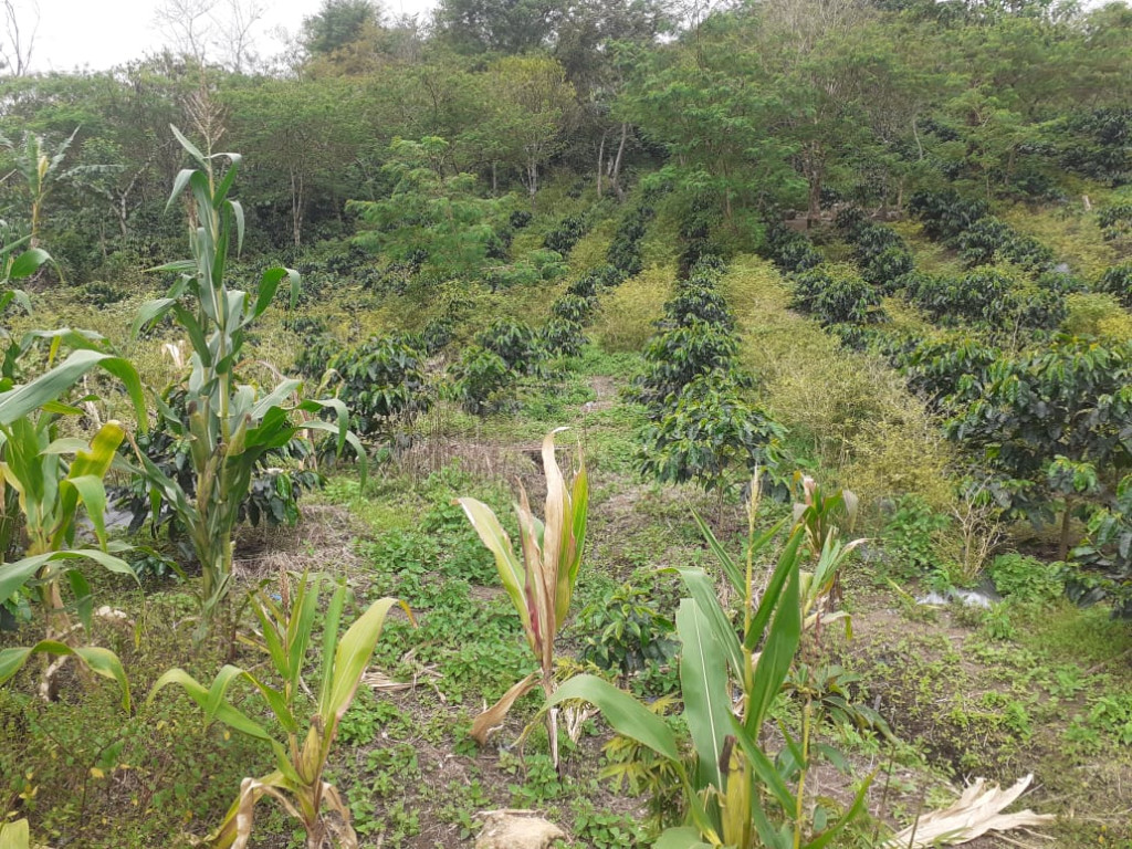 Perkebunan Kopi